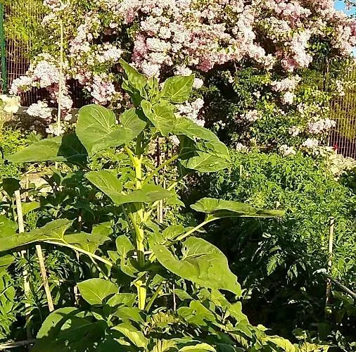 Διαμέρισμα Voula Myrtos *